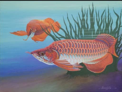 Arowana Merah